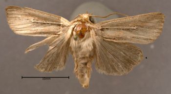Media type: image;   Entomology 622432 Aspect: habitus dorsal view